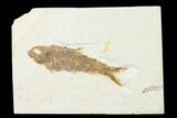 Fossil Fish (Knightia) - Wyoming #143468-1